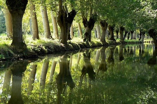Les arbres Têtards (ou Trognes)