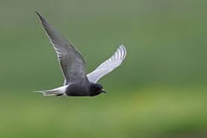 Guifette noire