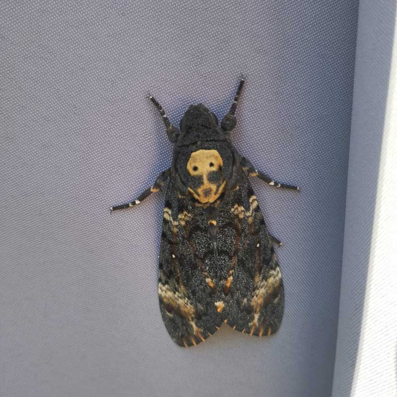 Papillon Sphinx tête de mort