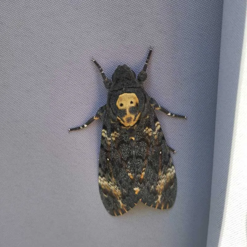 Papillon Sphinx tête de mort